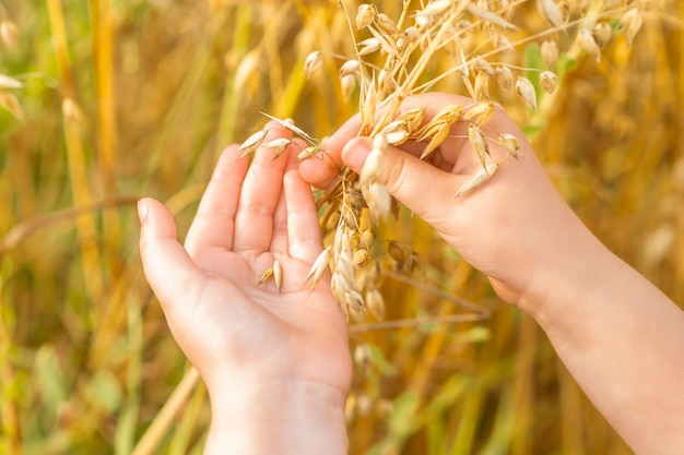 La mano del niño sosteniendo las espigas de avena.