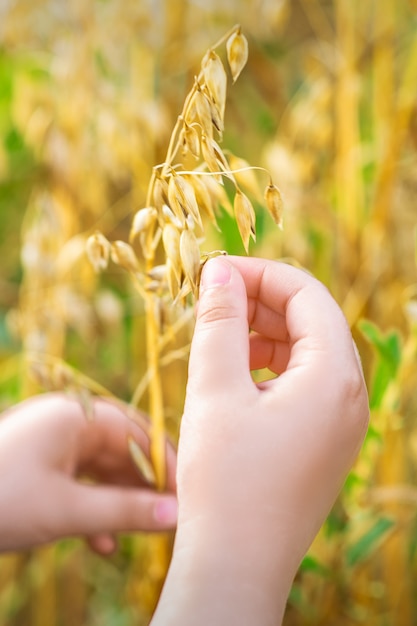 La mano del niño sosteniendo las espigas de avena.