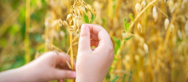 La mano del niño sosteniendo las espigas de avena.