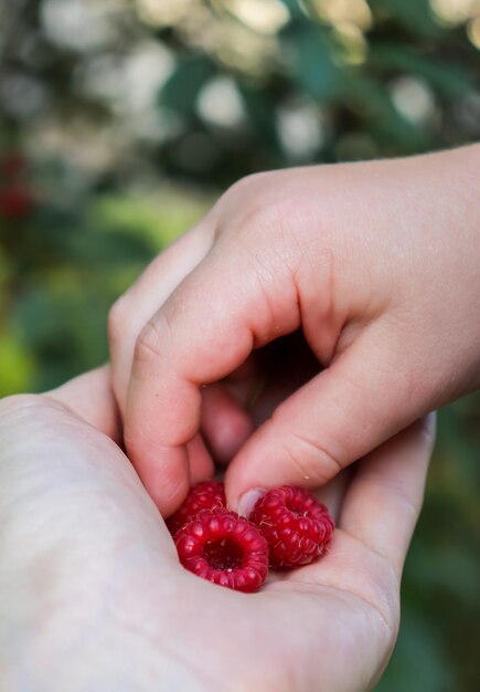 Foto la mano de un niño sosteniendo frambuesas con un fondo verde