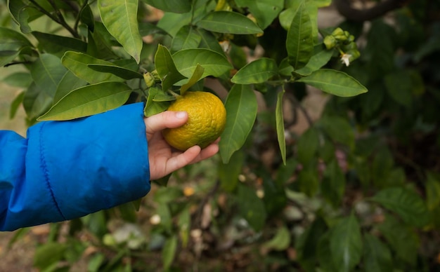 Mano de un niño sosteniendo una mandarina madura que crece en un árbol