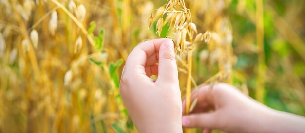 Mano del niño sosteniendo las orejas de avena.