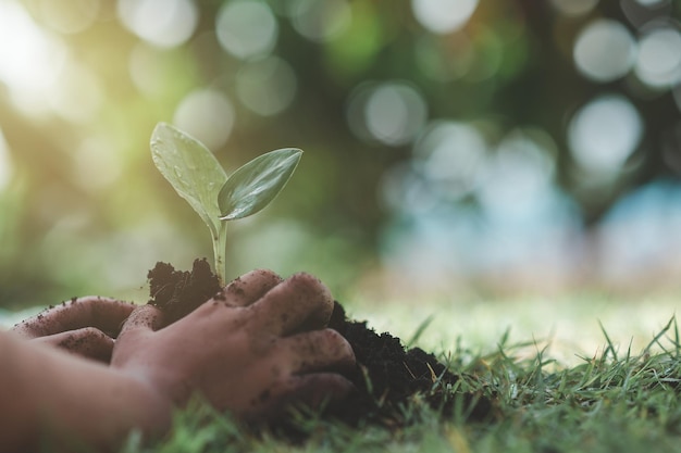 la mano de un niño sosteniendo un retoño verde día de la tierra En manos de árboles plantando retoños Reducir