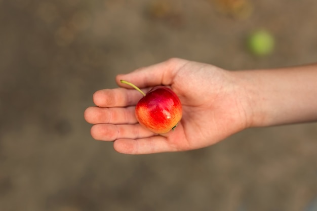 La mano del niño sostiene una pequeña manzana en la palma de su mano.