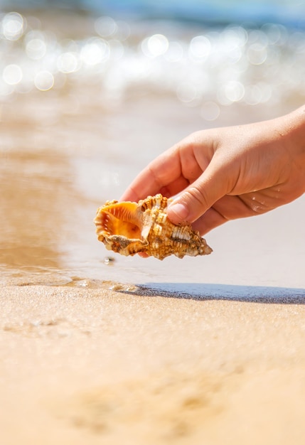 La mano del niño toma una concha en la playa del mar