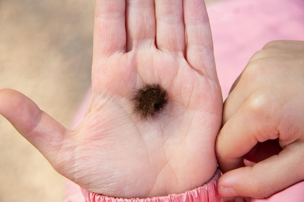 En la mano de un niño yace una oruga de mariposa peluda