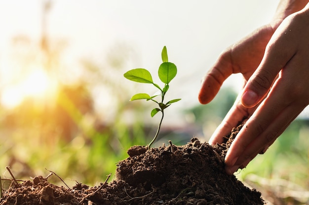 mano de niños plantando un árbol pequeño en el jardín con puesta de sol