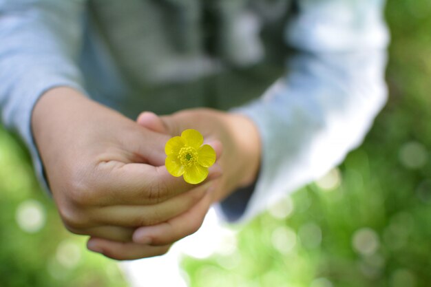 Mano de niños que sostiene una flor de primavera amarilla