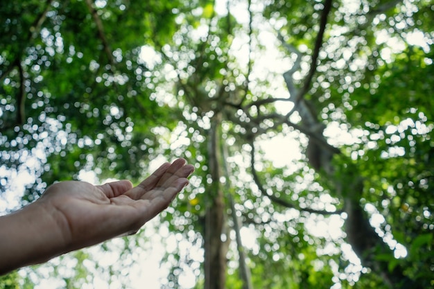 Mano orando por la bendición de dios en el fondo del sol y el bosque, concepto de christian religion.