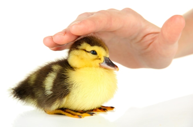 Mano con patito lindo aislado en blanco