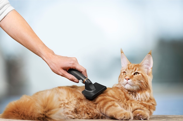 Mano peinando la piel de gato rojo sobre fondo