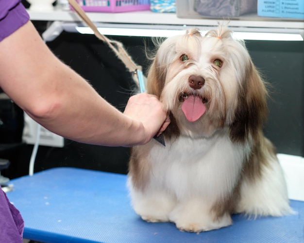 La mano de una peluquera peina a un perro sobre la mesa