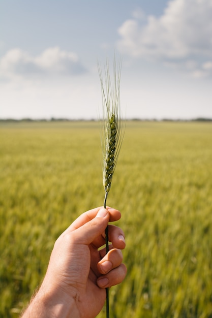 Foto mano de la persona sosteniendo una planta de grano, enfoque selectivo