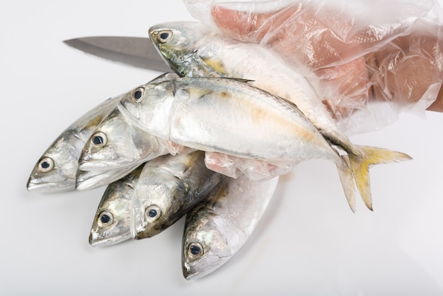 De la mano con pescado fresco caballa en blanco