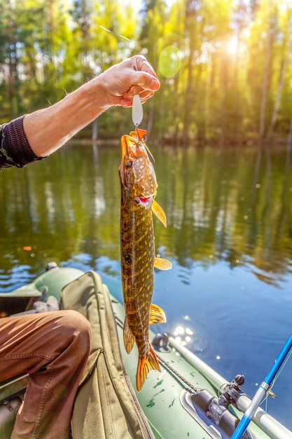 Mano de pescador con lucio de pescado contra el fondo de la hermosa naturaleza y lago o río