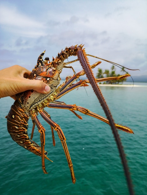 Mano del pescador sosteniendo langostas en el fondo del mar. Concepto de mariscos.