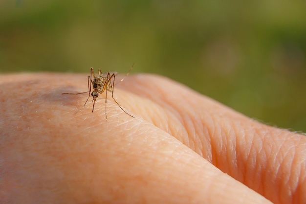 Foto una mano de la picadura de un mosquito. el mosquito bebe sangre del brazo.