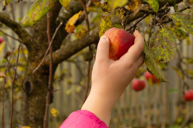 La mano de piel clara para niños arranca una manzana de un árbol en otoño