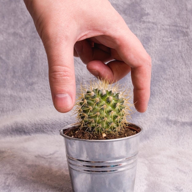 Foto la mano pincha espinas de cactus