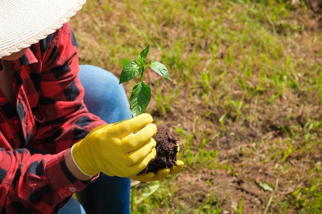 Mano de plántulas de jardinero planta vegetal joven en el suelo fértil. Manos de mujer en guantes amarillos