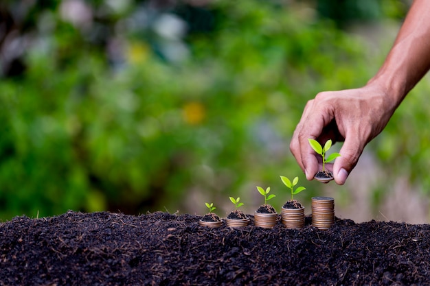 Mano poniendo monedas de dinero como gráfico de crecimiento, planta brotando del suelo