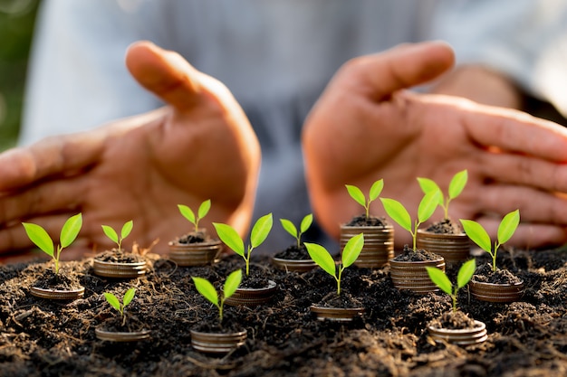 Mano poniendo monedas en el gráfico de crecimiento de la pila de monedas con fondo verde bokeh, concepto de inversión. Árbol que crece en monedas, finanzas empresariales y concepto de ahorro