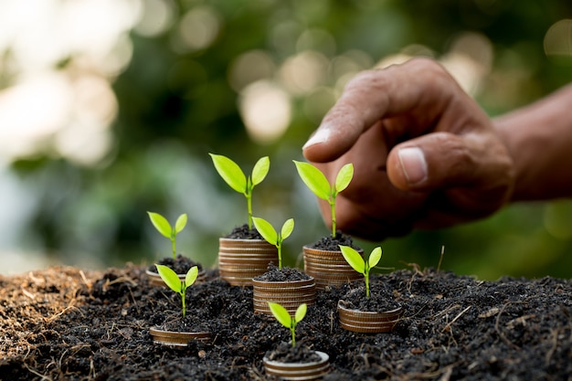 Mano poniendo monedas en el gráfico de crecimiento de la pila de monedas con fondo verde bokeh, concepto de inversión. Árbol que crece en monedas, finanzas empresariales y concepto de ahorro