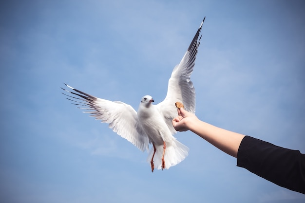 Mano que alimenta la comida a la gaviota