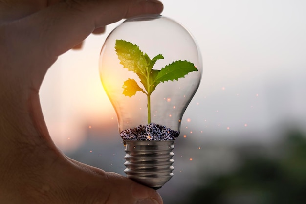 La mano que emergió del suelo, incluido un pequeño árbol que crece en una bombilla de bajo consumo y un ahorro de energía.