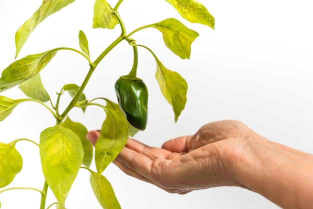 mano que recibe un concepto de pimiento verde de nutrición, salud y bienestar