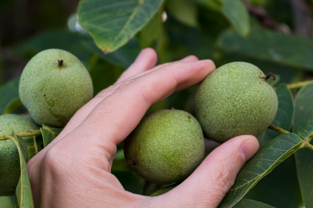 Mano que rodea las frutas verdes de nuez inmaduras colgando de una rama con hojas en el jardín