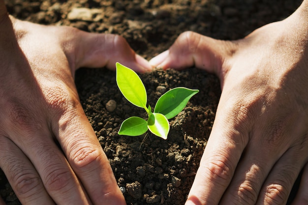 Mano que sostiene el árbol joven para plantar.