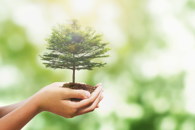 Mano que sostiene el árbol con la luz solar en la naturaleza, salvar el mundo y el medio ambiente día de la tierra