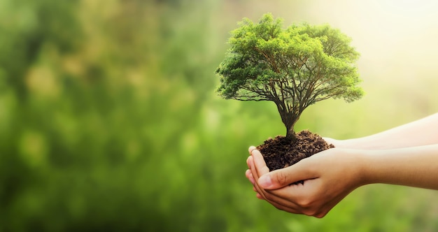 Mano que sostiene el árbol en la naturaleza verde de desenfoque