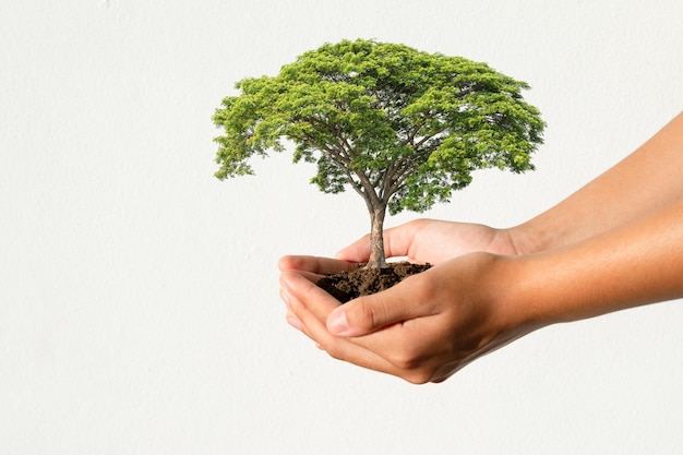 Foto mano que sostiene el árbol que crece sobre fondo de pared blanca