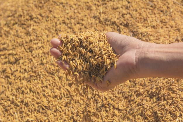 Foto mano que sostiene el arroz crudo marrón, fondo tailandés del arroz.