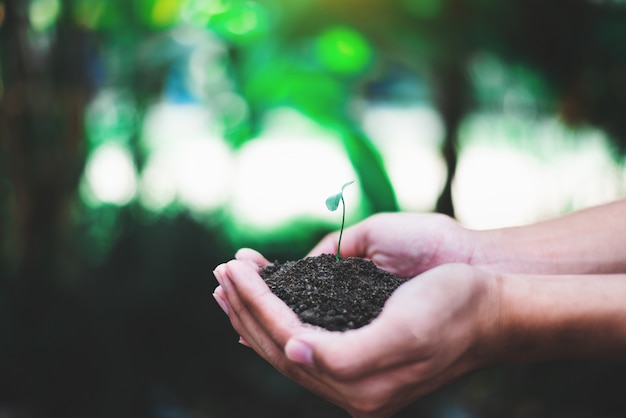 Mano que sostiene el brote para el concepto de naturaleza creciente, la naturaleza y el cuidado