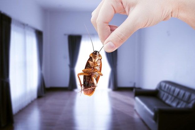 Mano que sostiene la cucaracha en la habitación en el fondo de la casa eliminar la cucaracha en la casa de la habitación Las cucarachas como portadoras de enfermedades