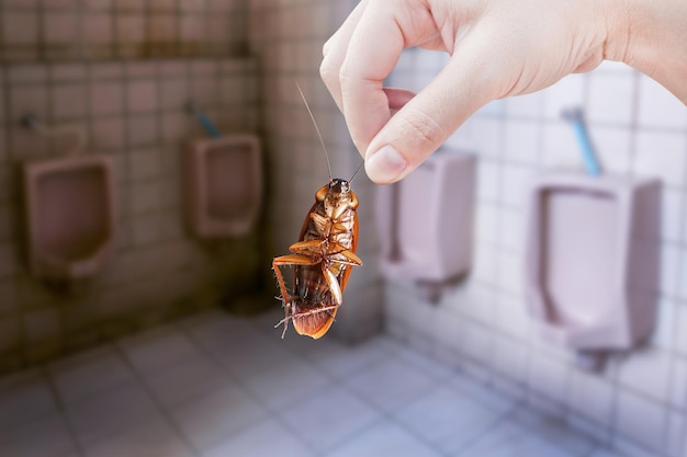 La mano que sostiene la cucaracha marrón en el fondo del inodoro público elimina la cuchara en el inodoro Las cucarachas como portadores de enfermedades