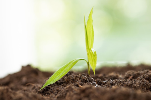 mano que sostiene el cultivo de plantas y el concepto de puesta de sol mundo ecológico y verde