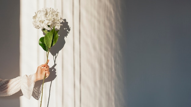 Foto mano que sostiene la flor blanca de la primavera