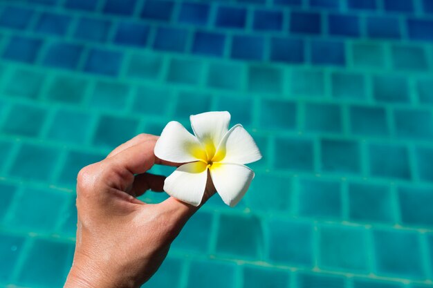 mano que sostiene la flor de frangipani plumeria en piscina