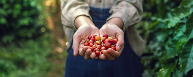 Mano que sostiene el frijol rojo de café crudo en la granja