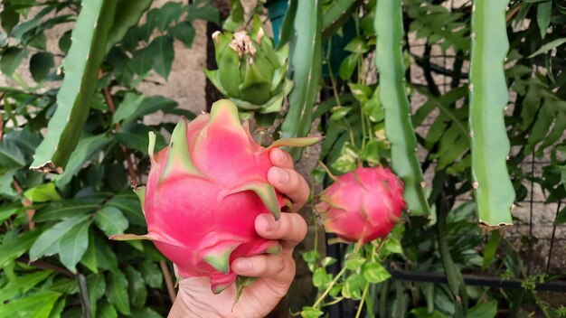 Mano que sostiene la fruta del dragón en el fondo del árbol de la fruta del dragón 01