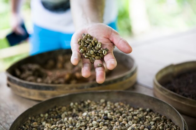 Mano que sostiene los granos de café Kopi Luwak crudos en la finca de café