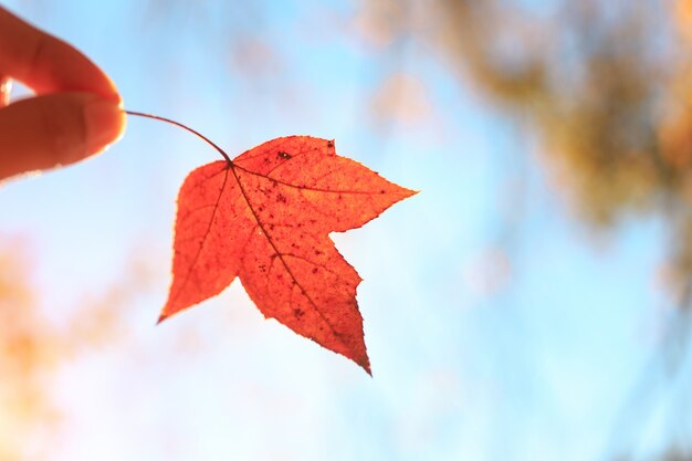 Mano que sostiene la hoja de arce naranja otoño contra el cielo azul