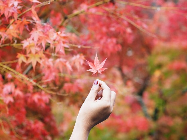 Mano que sostiene la hoja de arce roja en otoño.