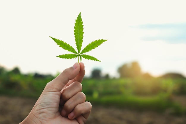 Mano que sostiene la hoja de cannabis en el fondo de la puesta de sol