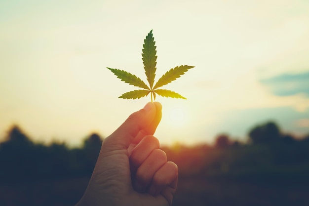 Mano que sostiene la hoja de cannabis en el fondo de la puesta de sol