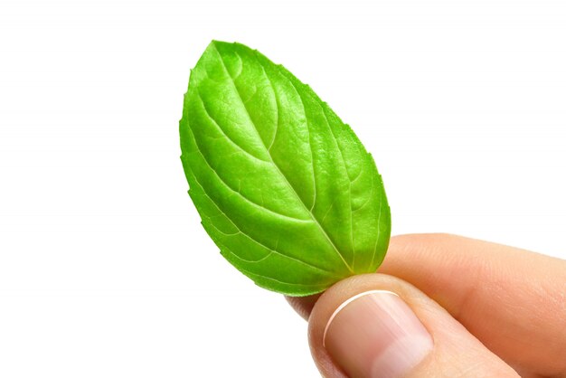 Mano que sostiene la hoja de orégano verde aislada en blanco